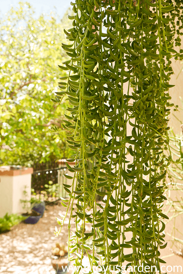 the many long trails of a string of bananas plant growing outdoors