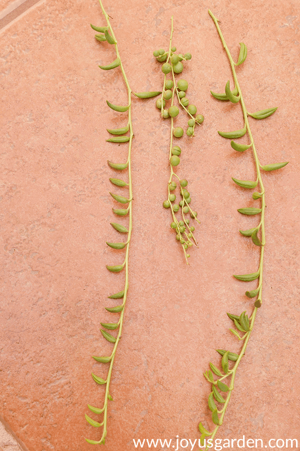 looking down on 2 String Of Bananas stems & 1 String of pearls stem