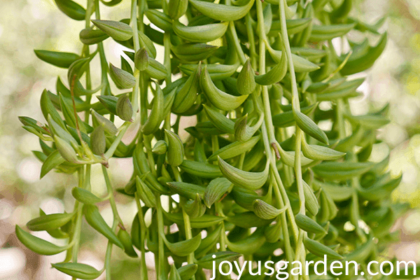 close up of a string of bananas houseplant you can see a couple of roots on the stems