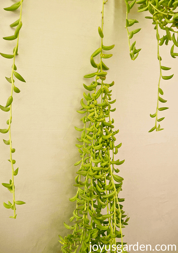 Stem of a string of bananas houseplant which has been pruned several stems fork off of that 1 stem.