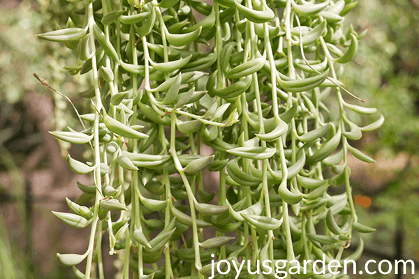 Close up of a String of bananas leaves & trails growing in a cluster. 