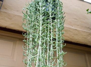 string of fishhooks