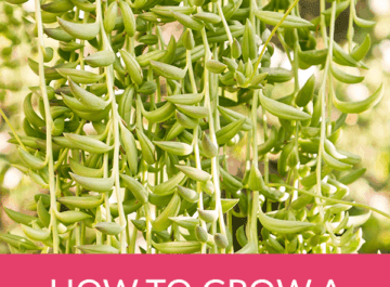 close up of the trails of a String Of Bananas plant the text reads how to grow a string of bananas outdoors