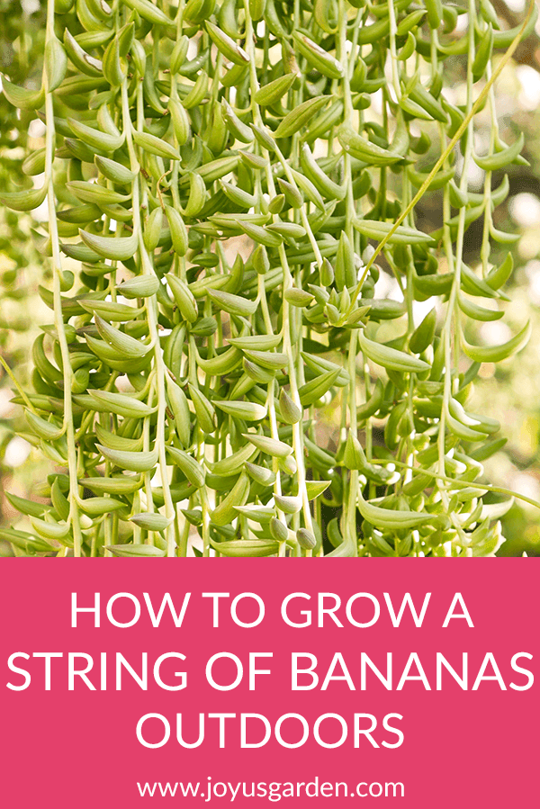 How To Grow A String Of Bananas Plant Outdoors