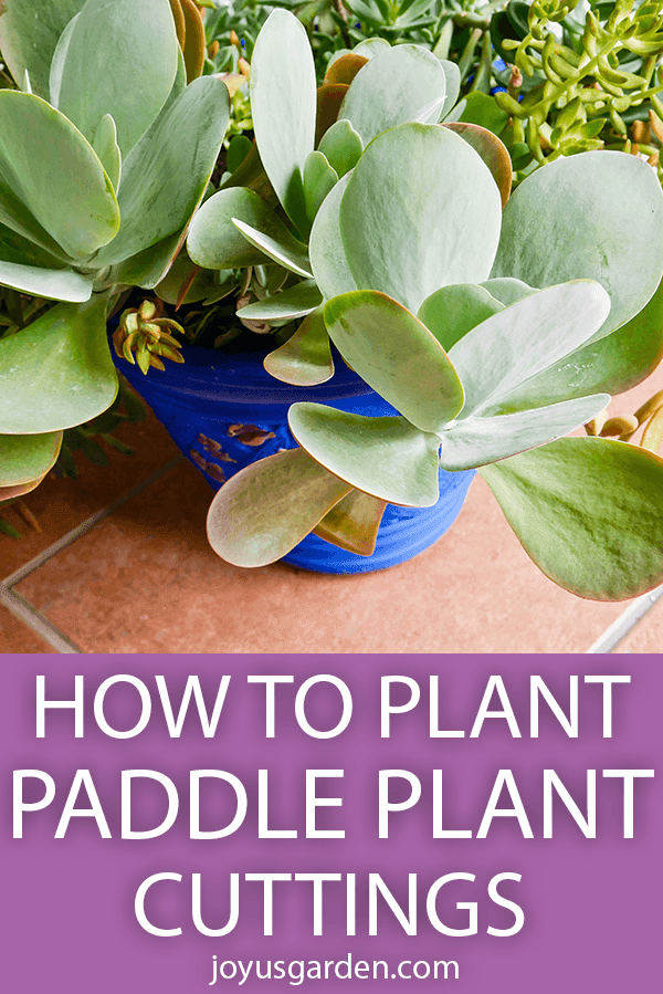 How To Plant Paddle Plant (Flapjacks Kalanchoe) Cuttings