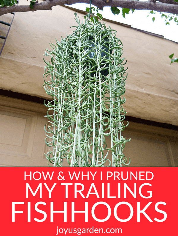 a string of fishhooks plant with long trails hangs from a branch the text reads How & Why I Pruned My Trailing Fishhooks Succulent (String Of Fishhooks)