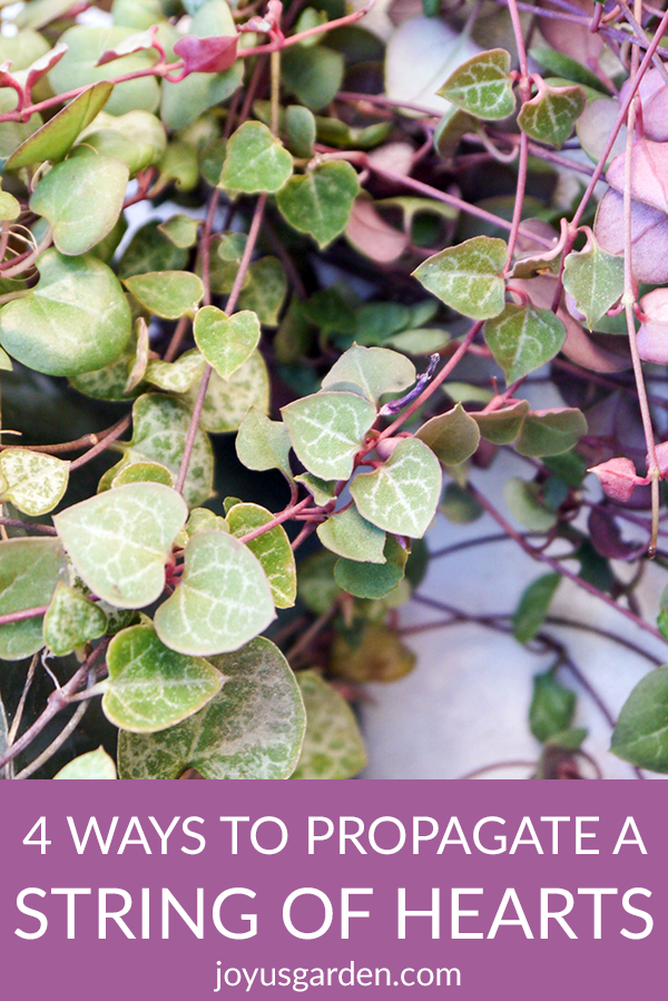 4 Ways To Propagate A String Of Hearts Plant (Rosary Vine)