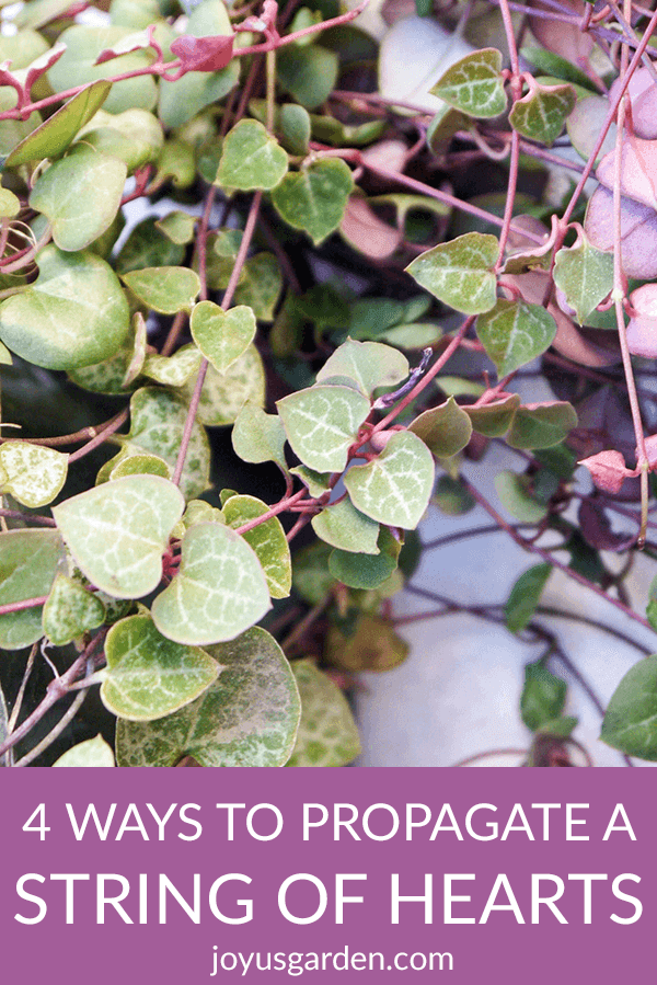 close of of a string of hearts plant rosary vine the text reads 4 Ways To Propagate A String Of Hearts Plant