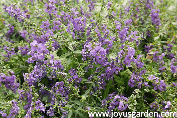 close up of purple ANGELONIA annuals for the sun