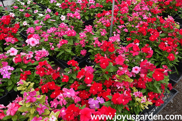 flats of pink, red & lavender ANNUAL VINCA annuals for the full sun