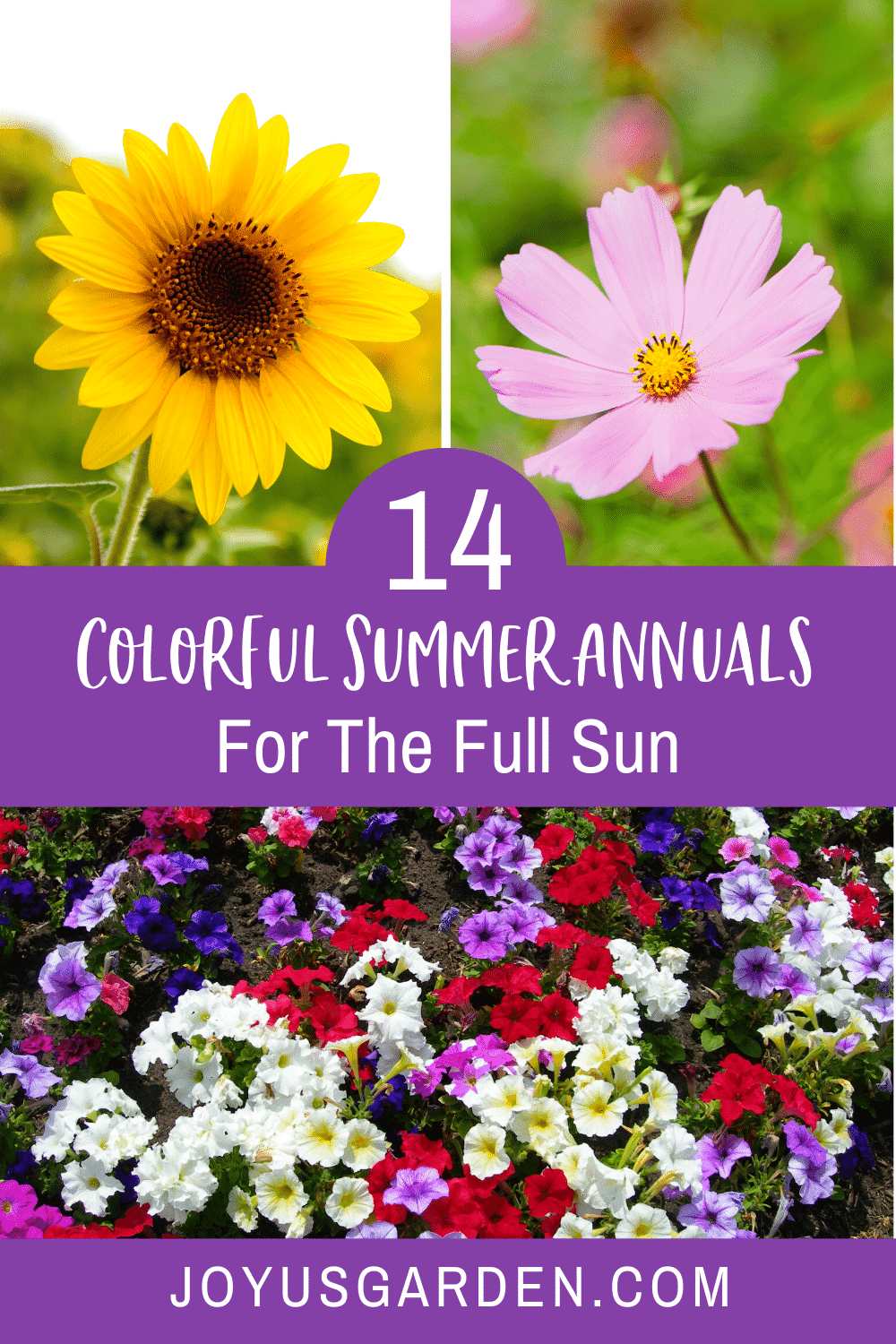 Colorful Summer Annuals for the Full Sun Joy Us Garden