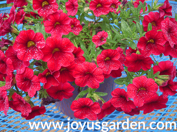 close up of cherry red CALIBRACHOA annuals for the full sun