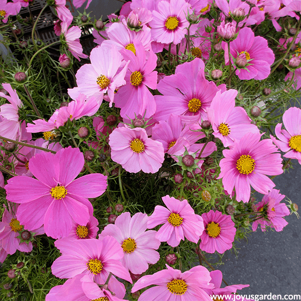 close up of pink COSMOS annuals for the full sun