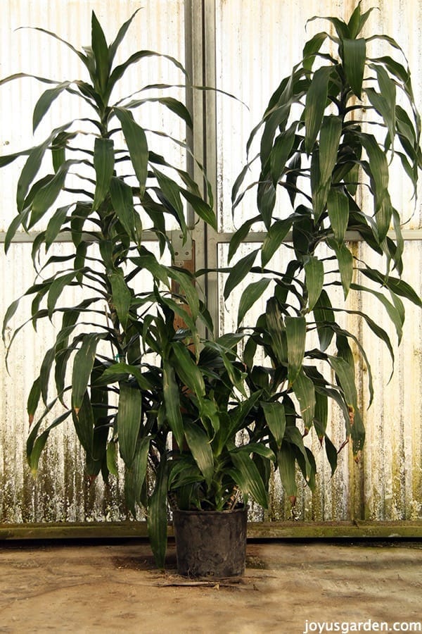 a very tall dracaena janet craig with 2 canes in a greenhouse