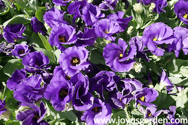 Close up of purple LISIANTHUS annuals for the full sun.