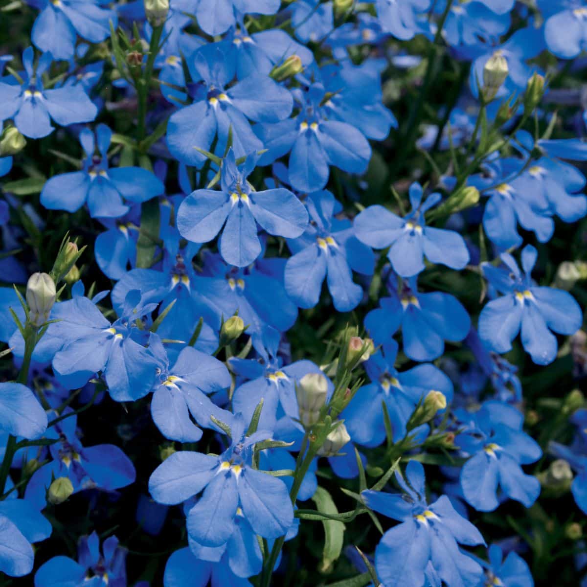 Blue lobelia.