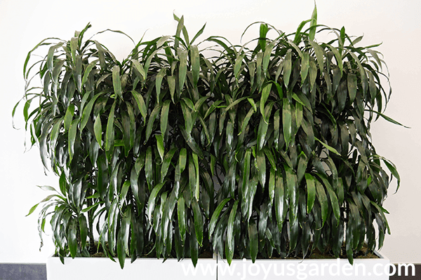 a row of dracaena lisas in a long rectangular white planter