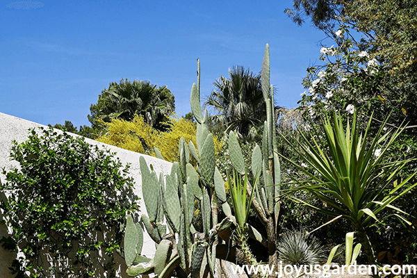 a star jasmine plant grows against a white wall next to a cow's tongue cactus z& a yucca plant