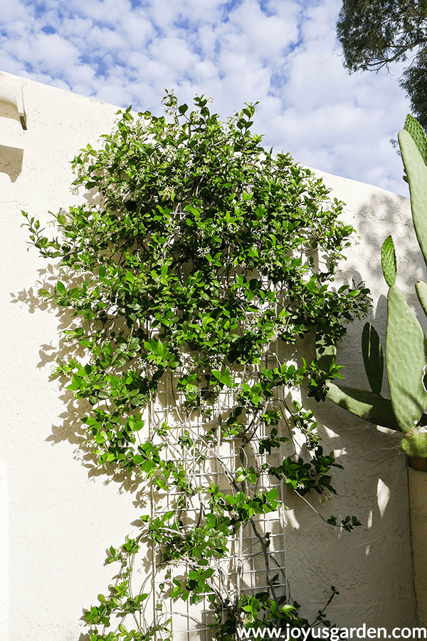 a tall star jasmine plant grows on a trellis attached to a white wall