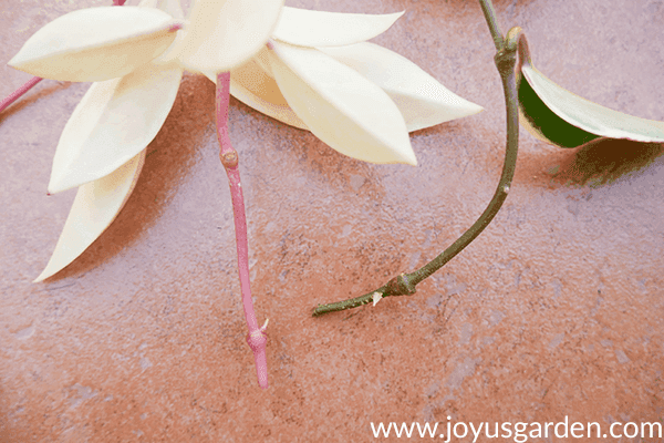 2 variegated hoya carnosa cuttings showing small roots