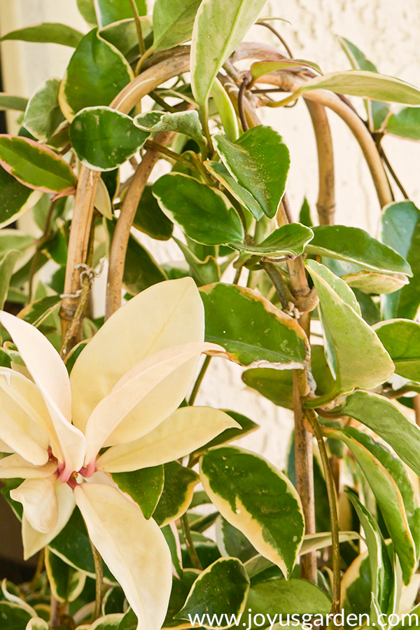 close up of variegated hoya carnosa foliage