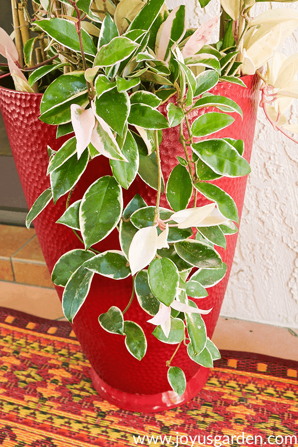 variegated hoya carnosa stems trail over a tall red pot