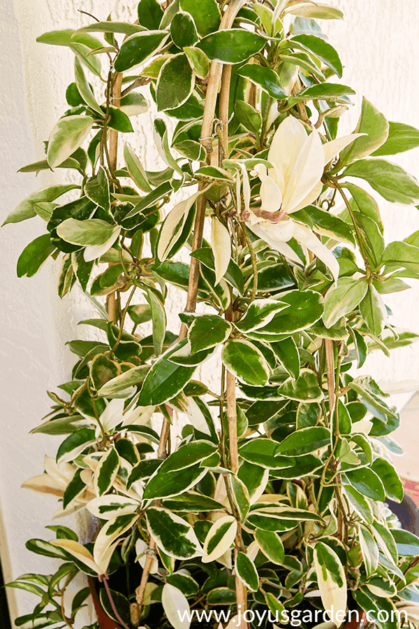 a beatiful variegated hoya carnosa has been trained to grow upwards on bamboo hoops