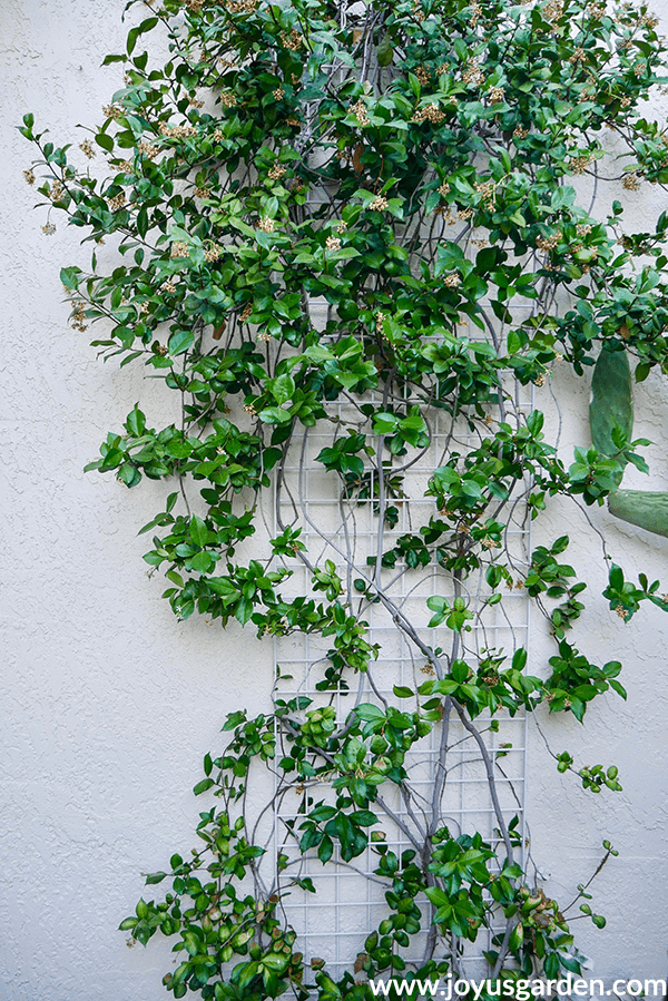 close up of a star jasmine plant with dead flowers growing on a trellis