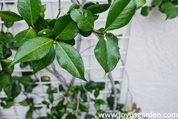 close up of white sap dripping out of a star jasmine plant after it was pruned