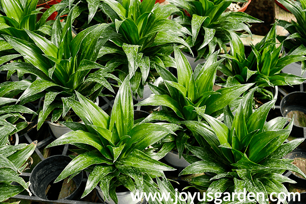 a flat of dracaena janet craig compactas in the greenhouse