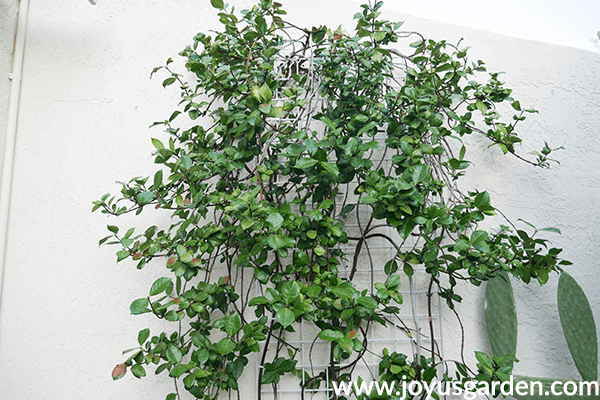 the top half of a star jasmine plant growing against a white wall