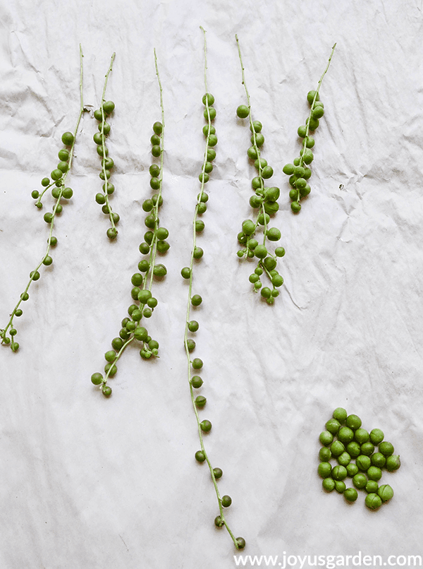 6 string of pearls cuttings are lined up on a sheet of white paper a group of pearls (the leaves) sit at the bottom right hand corner