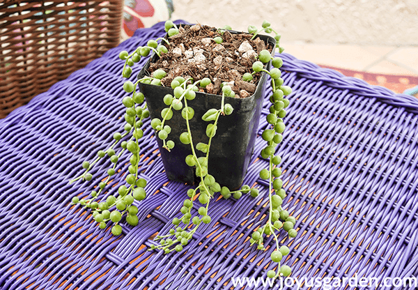 a small pot with string of pearls cuttings are growing in a small pot sitting on a purple table