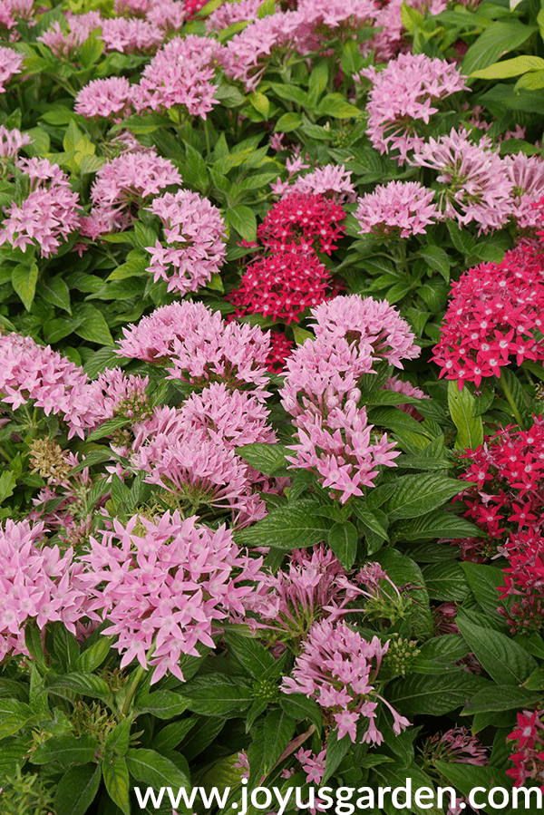 Image of Pentas full sun annuals