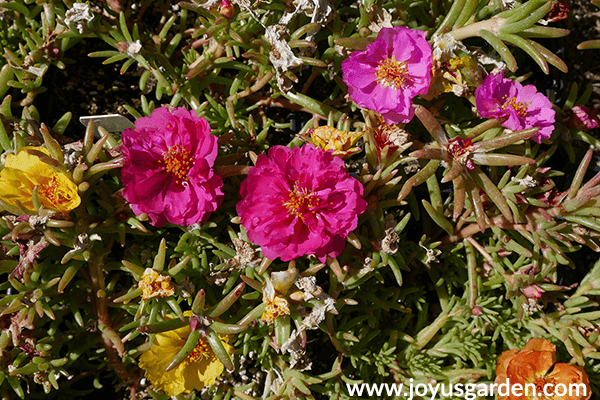 close up of yellow & pink PORTULACA annuals for the full sun