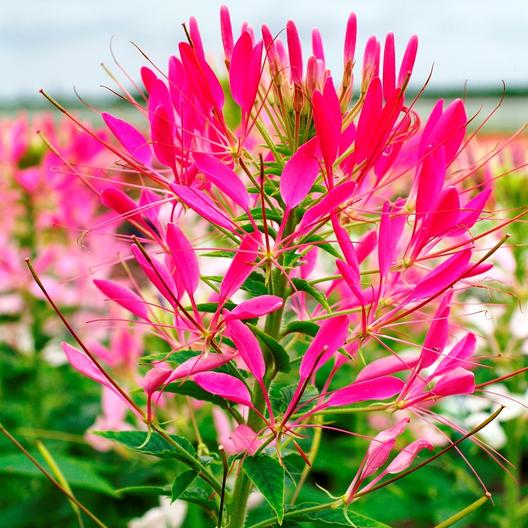 close up of hot pink cleome flower