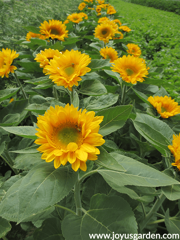 a row of tall yellow sunflowers in a field