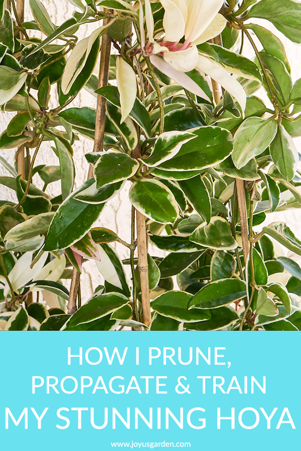 How I Prune, Propagate & Train My Stunning Hoya