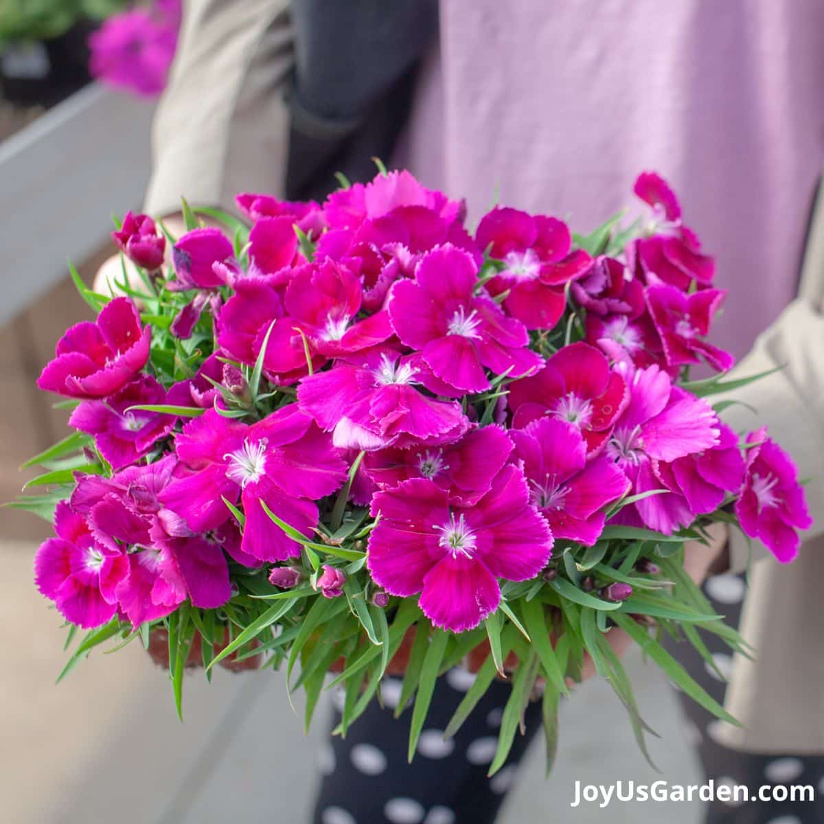 Woman holding pink dianthus. 