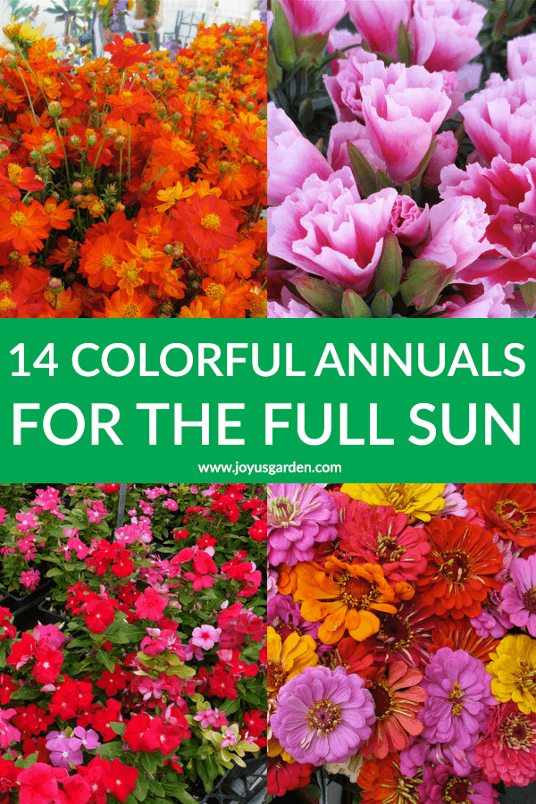 Colorful Summer Annuals For The Full Sun Joy Us Garden