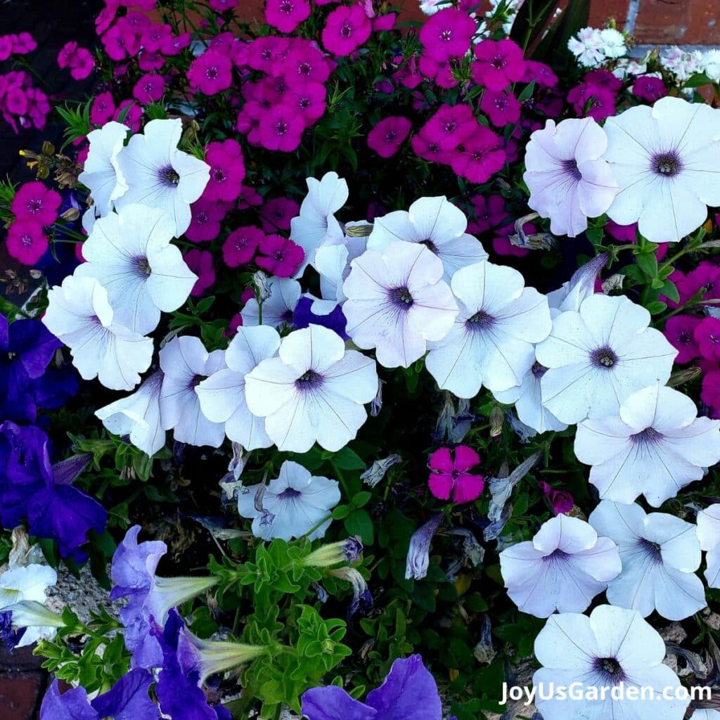 White petunia. 