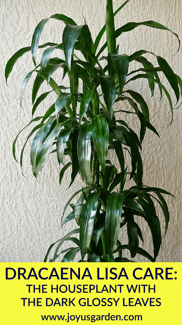 Dracaena Lisa Care: The Houseplant With The Dark Glossy Leaves