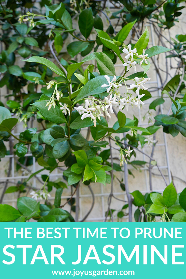close up of star jasmine vine with white flowers the text reads the best time to prune star jasmine