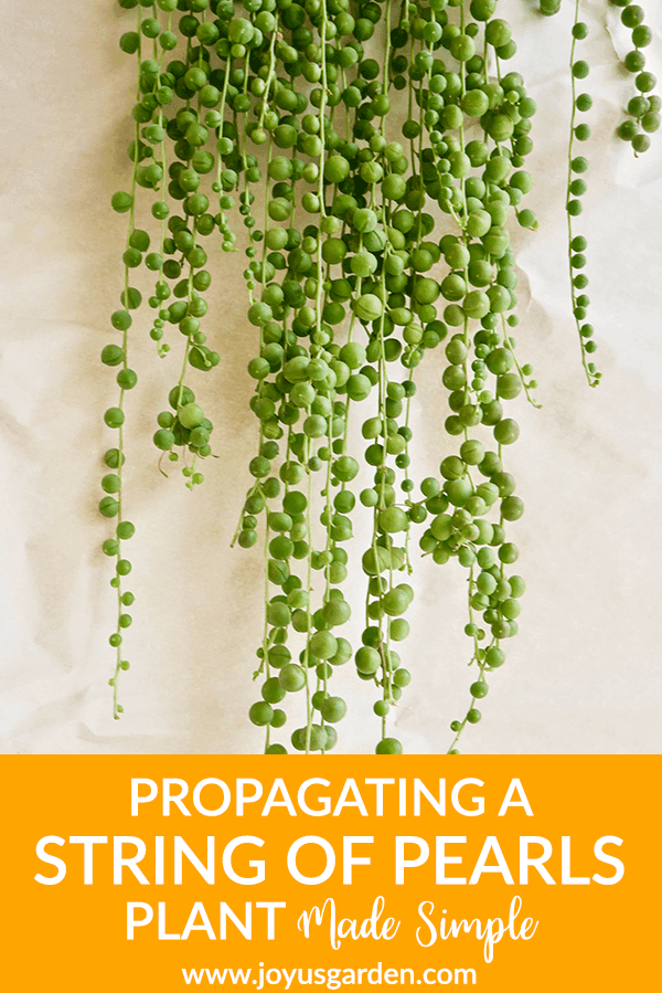 How to Grow and Care for String of Pearls Plant