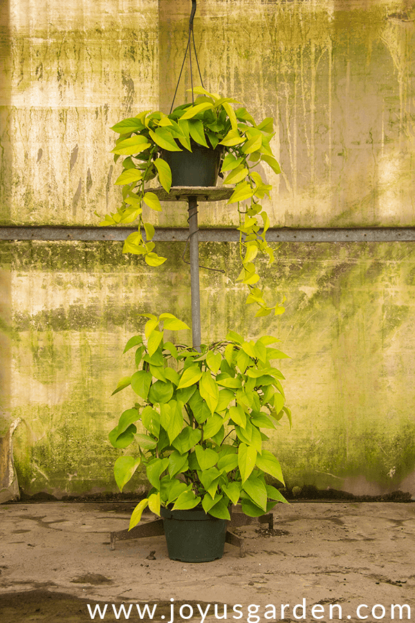 a pothos neon in a hanging grow pot sits on a stand with a pothos neon growing over a hoop at the base 