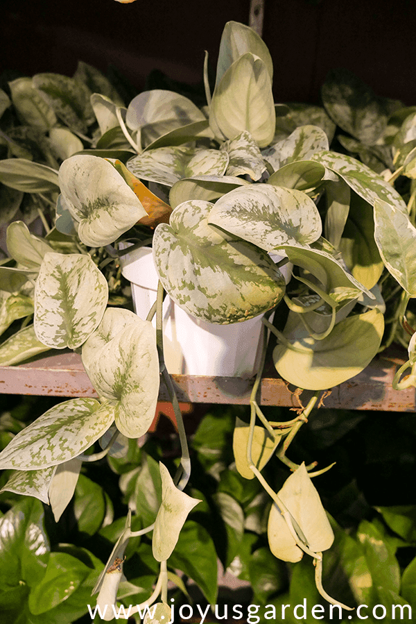 a pothos silver splash in a white plastic pot sits on a shelf with other pothos