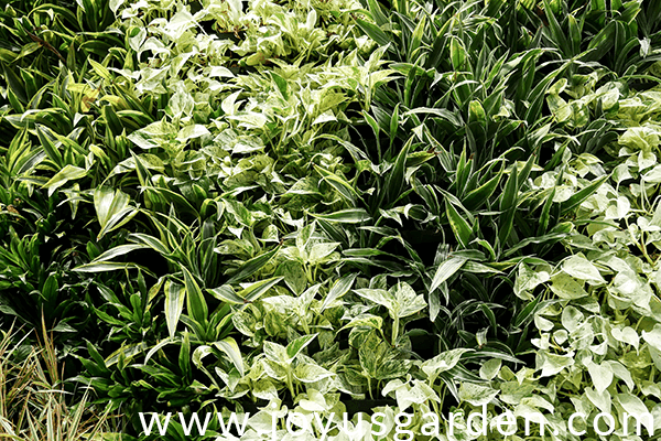 a living wall full of different houseplants including pothos marble queen & dracaenas