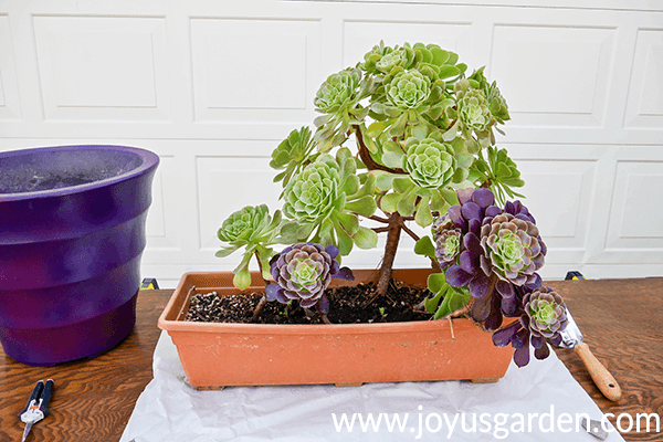 a large green aeonium & smaller burgundy aeoniums in a terra cotta rectangular planter sit on a table next to a purple pot