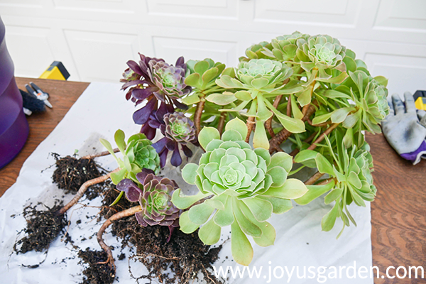 green & burgundy aeoiums with their roots exposed sit on a white piece of paper