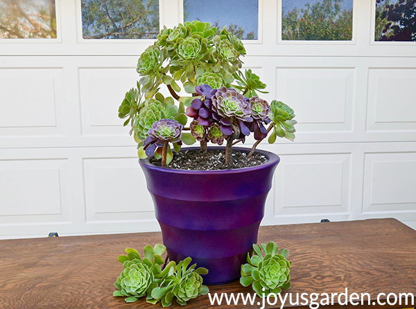 green & burgundy aeoniums are planted in a large purple pot with aeonium cuttings at the base